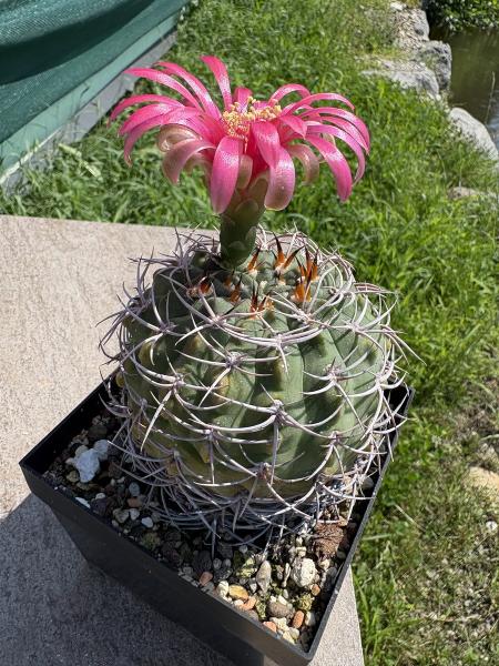 Gymnocalycium carminathum